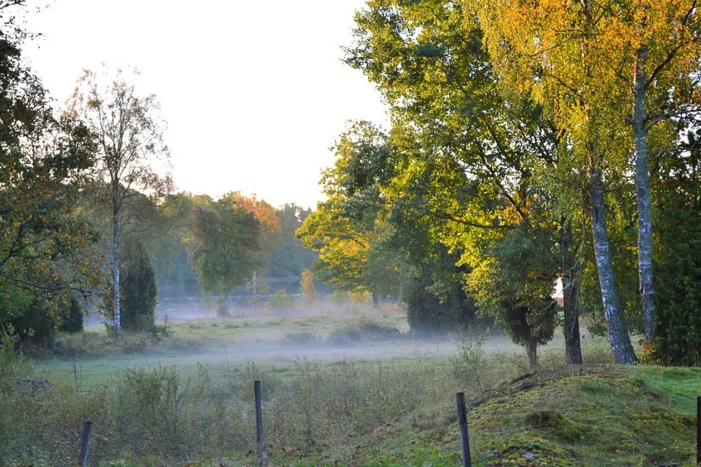 Maaseudun tulevaisuus